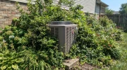 Where Not to Plant Your Garden: The Landscaping Mistake That Chokes Your AC Unit